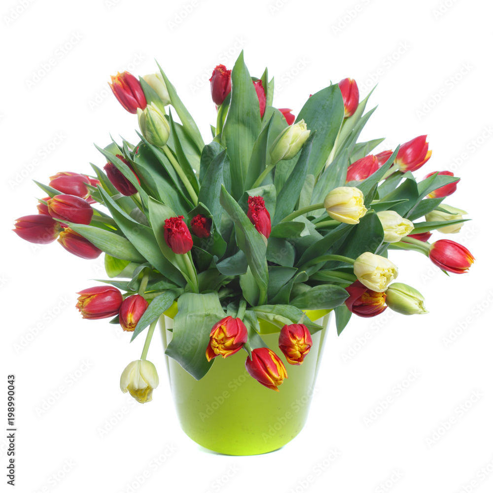 Large bouquet of red tulips isolated on white background.