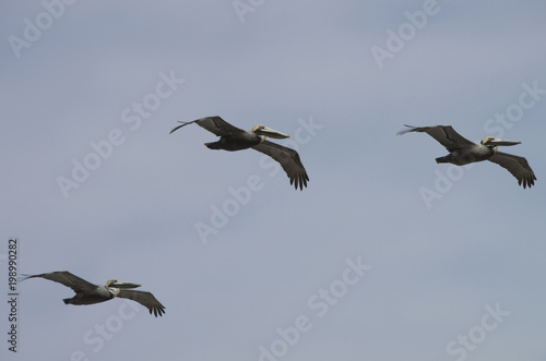 Pelicians in Flight