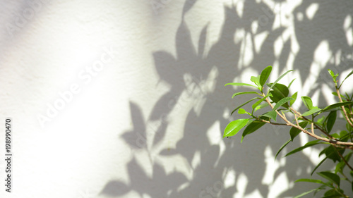 tree branch and leaf with shadow on a white concrete wall