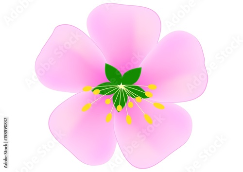 vector image of pink sakura flower on white background