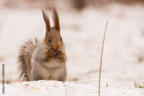 Squirrel gnaws nuts photo