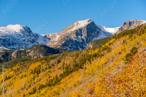 Aspen grove at autumn in Rocky Mountains