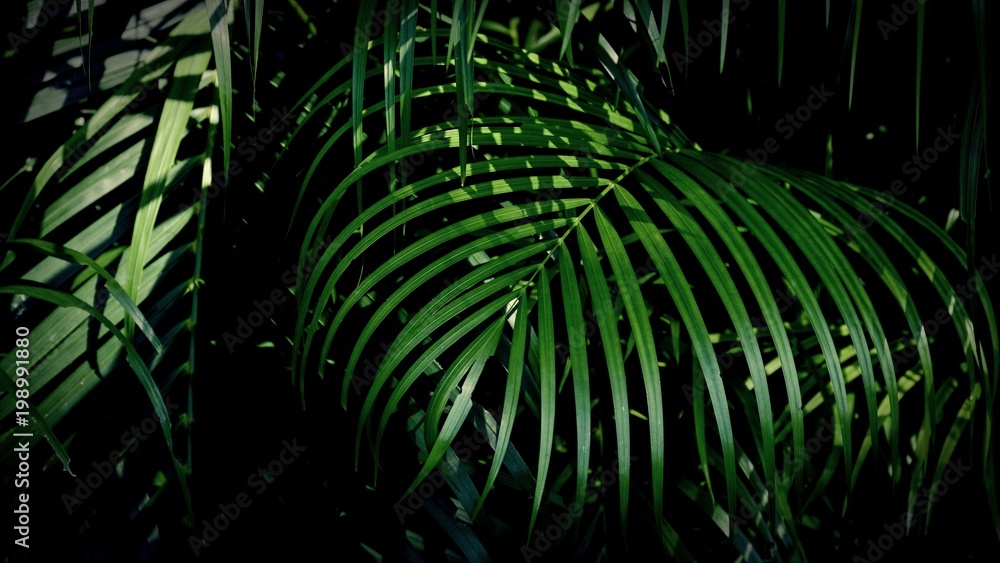 Obraz premium green palm leaf wall