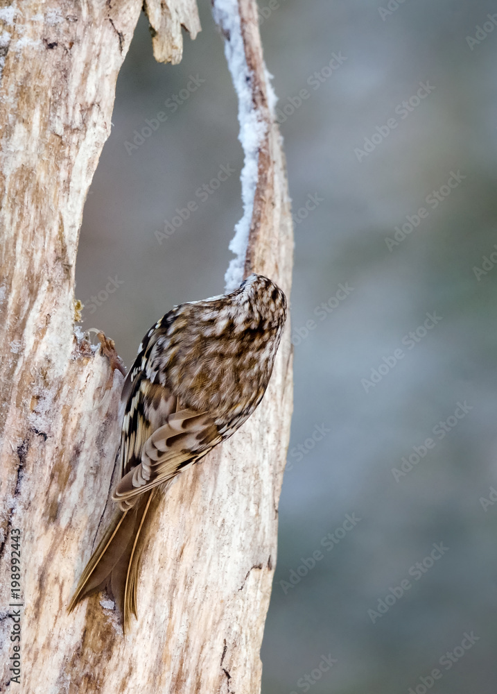 Fototapeta premium Eurasian Treecreeper