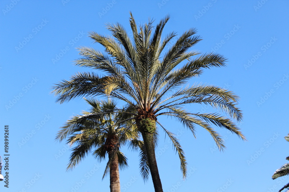 Palm Tree Tops