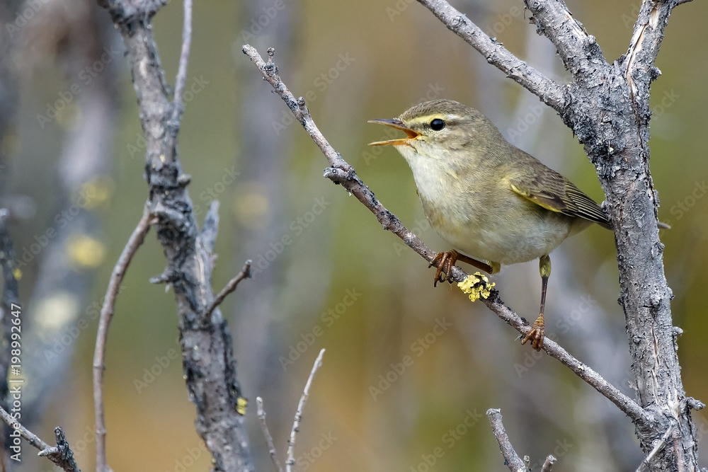 Obraz premium Willow Warbler
