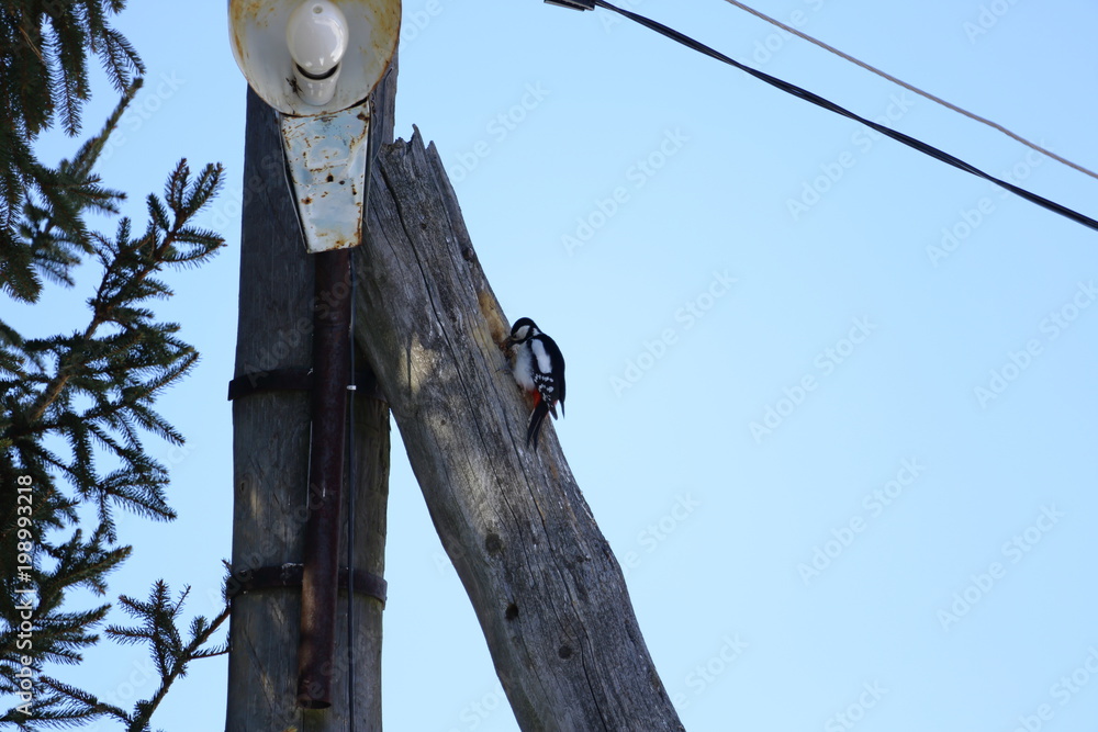 Fototapeta premium beautiful forest bird woodpecker on a light column