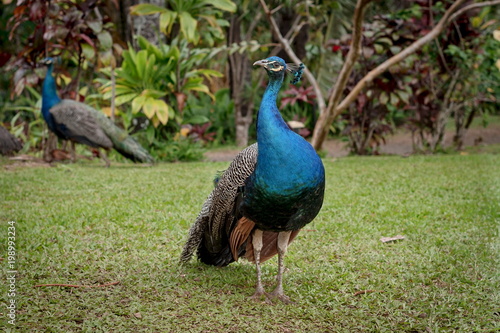 Konstfotografi Two peacocks at the Garden of Eden in Maui, Hawaii