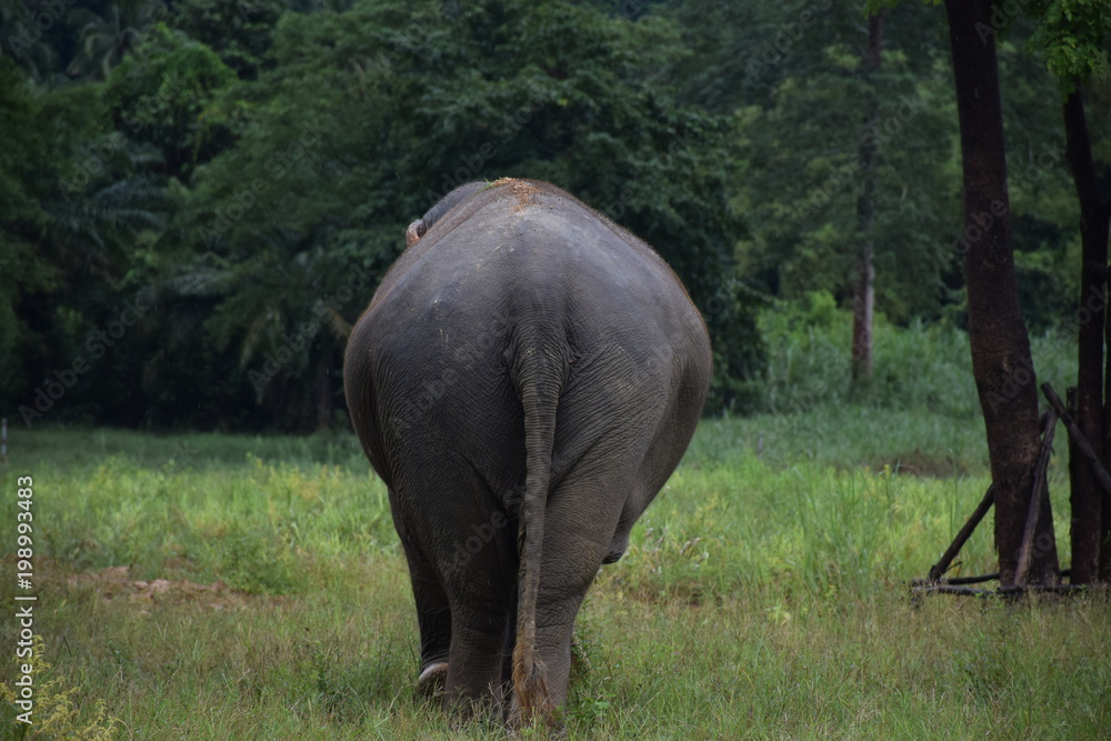 Fototapeta premium Elephant from behind