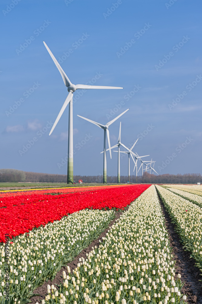 Dutch landscape with tulips and wind turbines