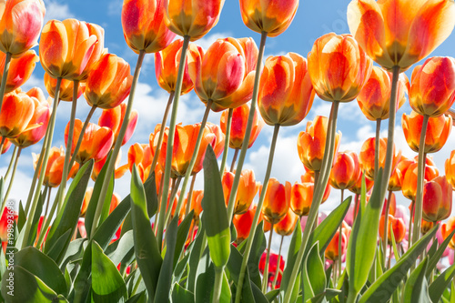 Bottom view of transparant orange and yellow tulips with blue sky background