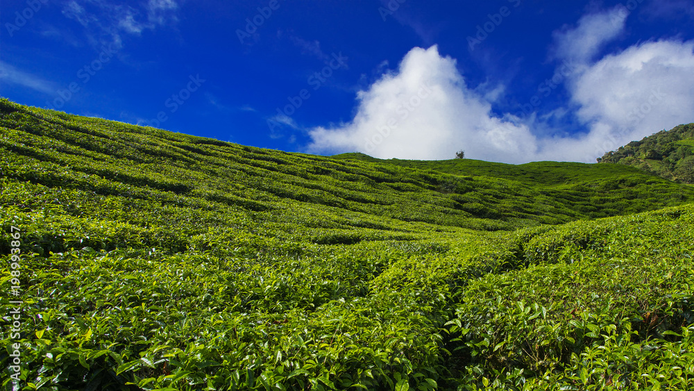Landscape view of tea plantation with blue sky in morning. Beautiful tea field Cameron Highlands in Malaysia.