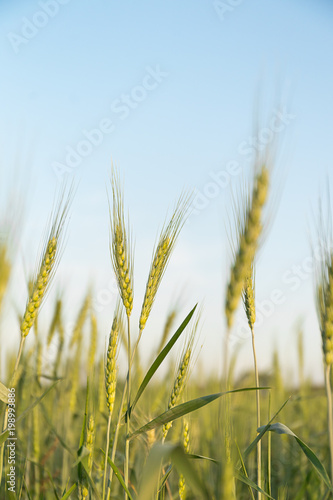 Close up image of barley corns growing in a field