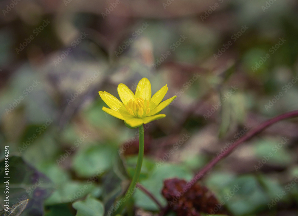 yellow flower, the beginning of spring yellow flower, the beginning of spring