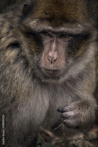 Close-up of Barbary Macacque Monkey Primate