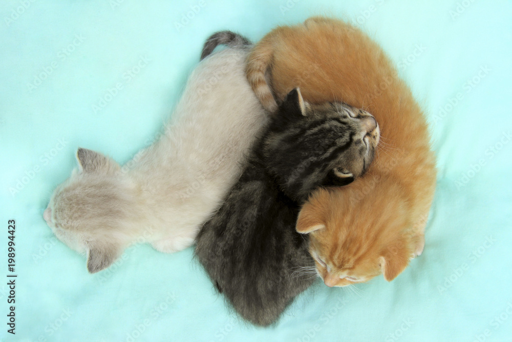 Three Cute Little Kittens Lying On The Bed. Three Little Kittens Over Blue Background.Cute Funny Kittens Sleeping, Top View.
