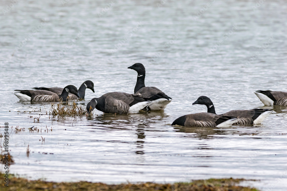 Flock of dark-bellied brent geese feeding at low tide Flock of dark-bellied brent geese feeding at low tide