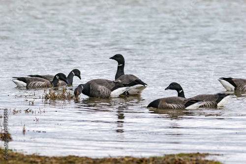 Obraz na plátně Flock of dark-bellied brent geese feeding at low tide