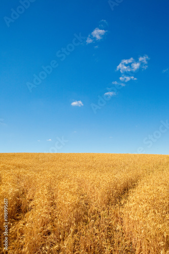 Champ de blé en été avant les moissons