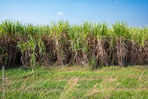 Sugarcane field planting in Thailand.