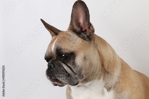 french bulldog head portrait in the studio © Bianca