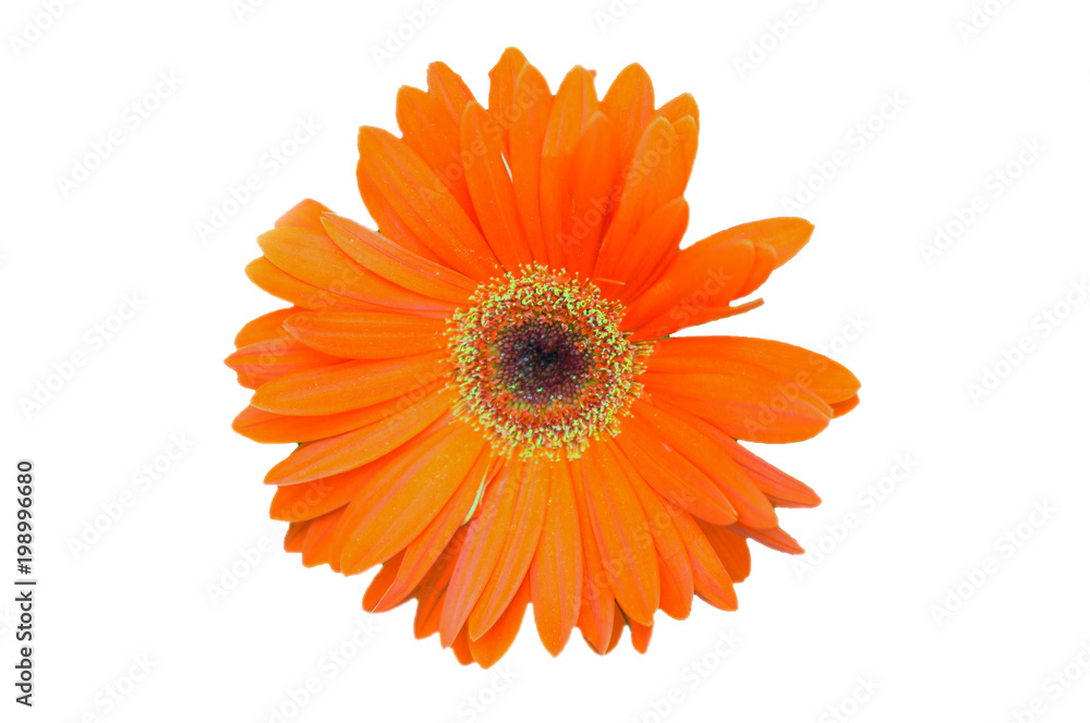 Red gerber daisy flower head isolated on whitegarden blackground Red gerber daisy flower head isolated on whitegarden blackground