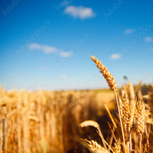 Champ de blé en été avant les moissons