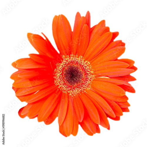 Red gerber daisy flower head isolated on whitegarden blackground