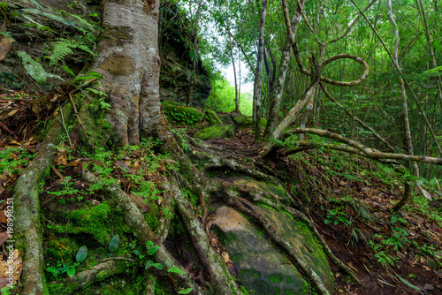 Beautiful landscape of walkway to hiking © yotrakbutda