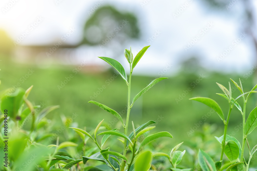 Fresh tea leafs in plantation. Fresh tea leafs in plantation.