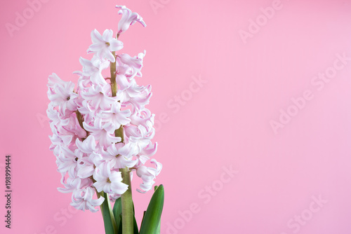 flower plant hyacinth on a colored background