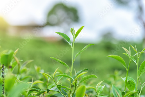 Fresh tea leafs in plantation.