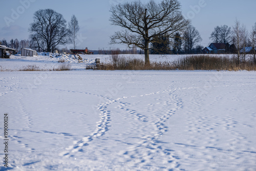 Wallpaper Mural footpath in snow over frozen lake in countryside Torontodigital.ca