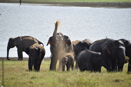 Indian Elephants, Minneriya National Park, Sri Lanka photo
