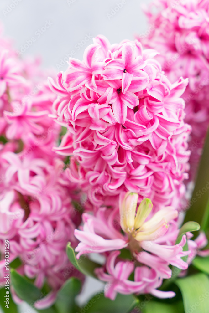 Hyacinth fresh flowers