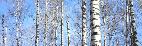Fototapeta Naklejka Na Ścianę i Meble -  Trunks of birch trees in forest