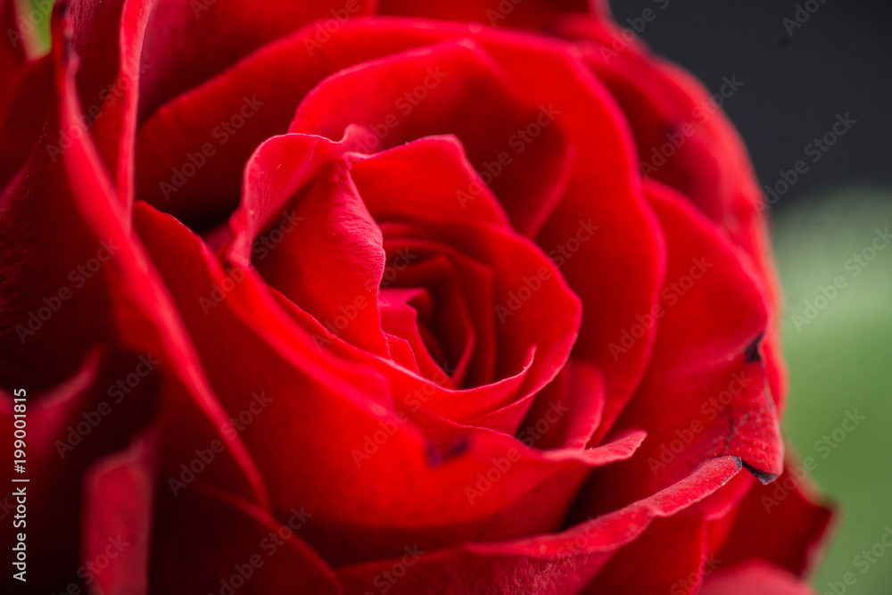 Bouquet with red roses on the rustic background. Shallow depth of field. Bouquet with red roses on the rustic background. Shallow depth of field.