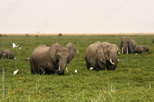 Elephants In The Wild
