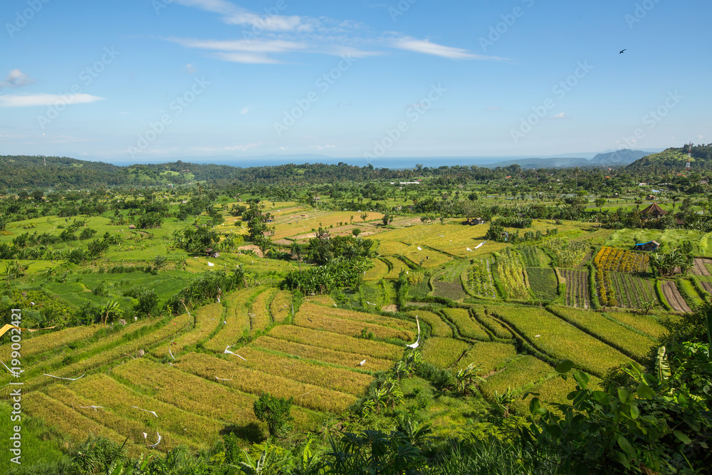 Top view of the green fields on Bali island, Indonesia.