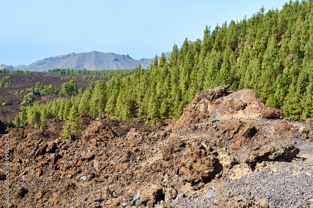 Kanarische Kiefer auf Teneriffa Kanarische Kiefer auf Teneriffa
