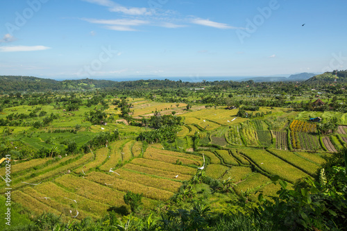 Top view of the green fields on Bali island  Indonesia.