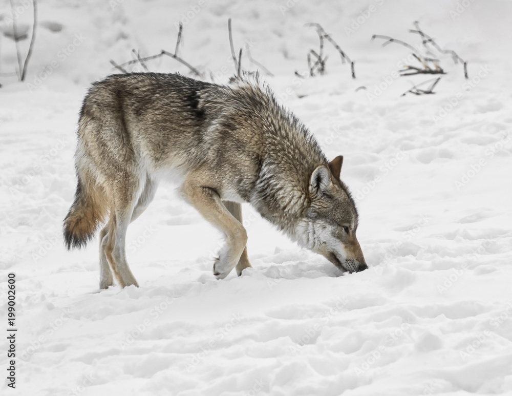 Loup gris en hiver Loup gris en hiver