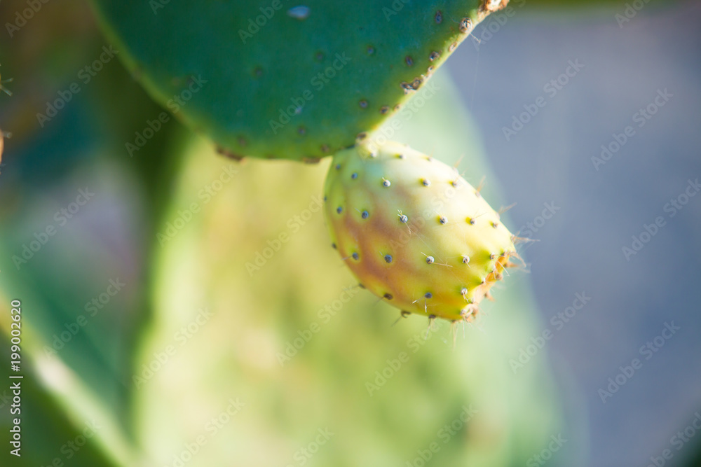 fruit of the prickly pear cactus fruit of the prickly pear cactus