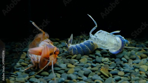 Cherax Destructor volcano moult in the aquarium      photo