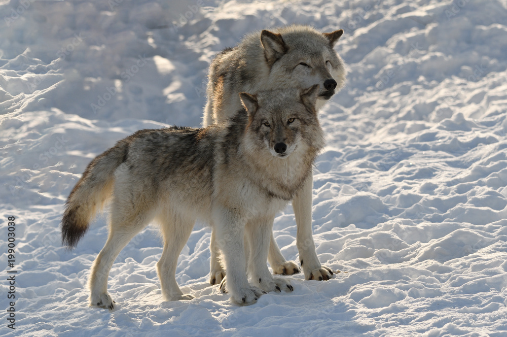 Obraz premium Couple