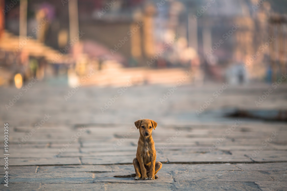 Puppy dog sitting alone in the middle of the pavement.
