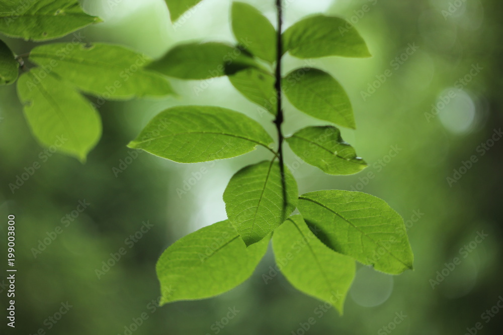 leaf leaf