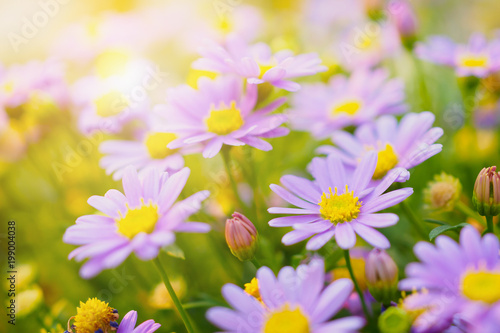 Beautiful daisy flowers on green meadow © Piman Khrutmuang