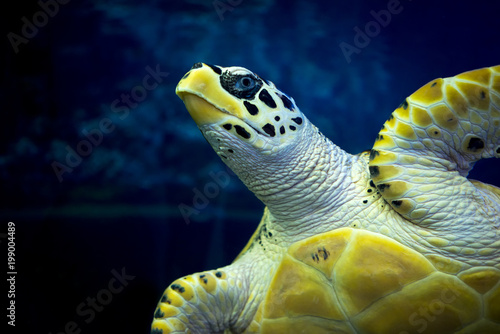 Marine green turtle close up.