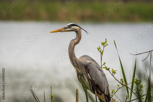 A great Blue heron rests on a branch near a freshwater pond in a nest refuge in the panhandle of Florida. 